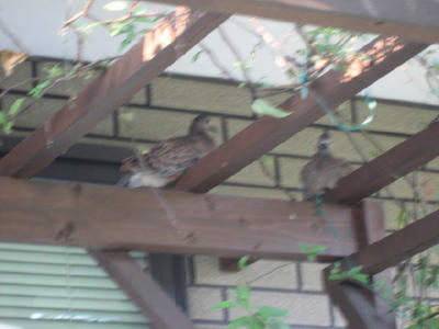 IMG_0051_1.jpg