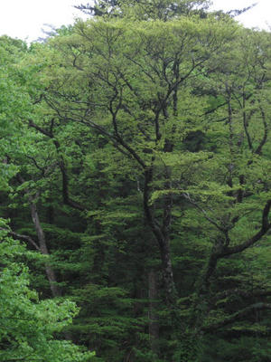 IMG_0015_1.jpg