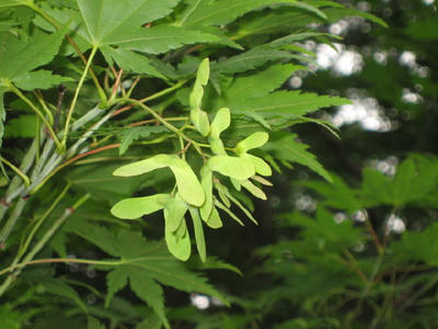 a93bca20.jpg