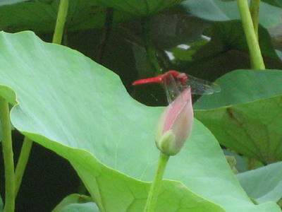 IMG_0136_1.JPG