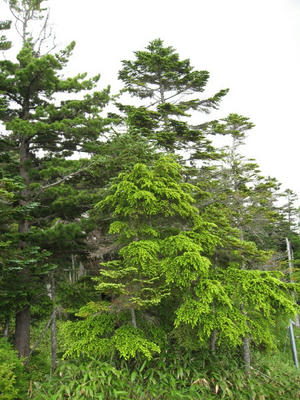 IMG_0043_1.jpg
