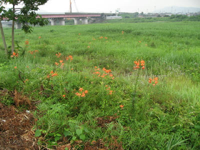 IMG_0207_1.jpg