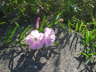 IMG_0163_1.jpg