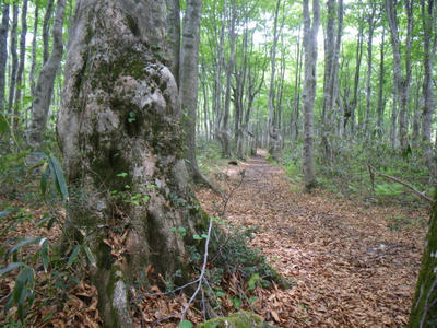 184_1.JPG