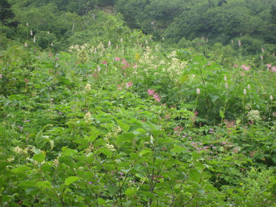 dbbd93f8.JPG