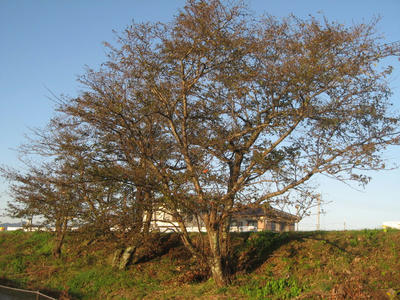 270458e0.JPG