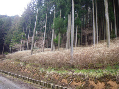 IMGP7796_1.JPG