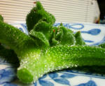 iceplants1.jpg