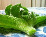 iceplants2.jpg