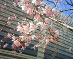 09sakura3.JPG