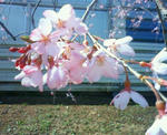 09sakura2.JPG