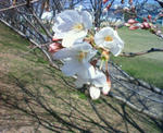 09sakura1.JPG
