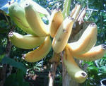banana.JPG