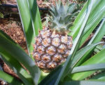 pineapple.JPG