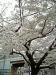 sakura080329.jpg