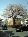 sakura080406.jpg