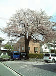 sakura080412.jpg