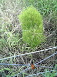 zassou080831.jpg