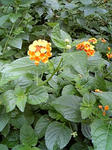 ajisai_090904.jpg
