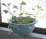 cre0524.jpg