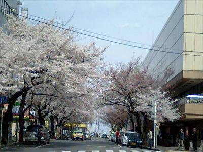 SAKURA