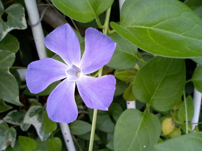 meisouki_576_Flower.jpg