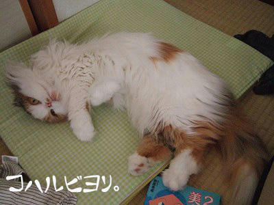 kh050320i.jpg