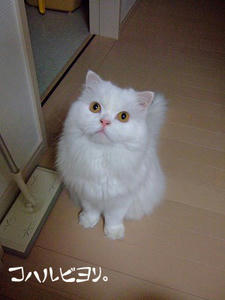 bk051204a.jpg