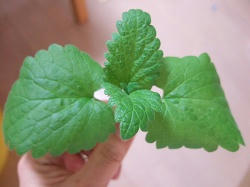 catnip0518.jpg