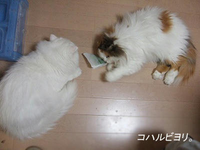 kb050518bs.jpg
