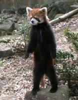 resserpanda.jpg