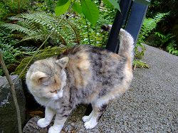 cat0506b.jpg