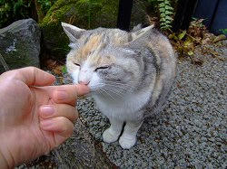 cat0506c.jpg