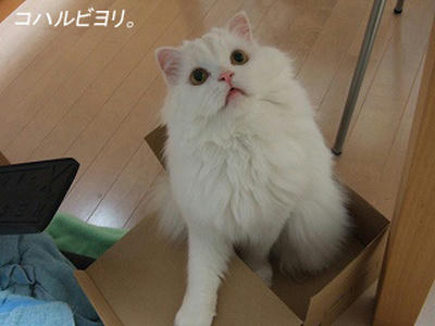 bk050416j.jpg