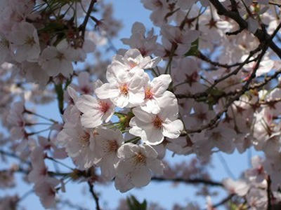 sakura050409z.jpg