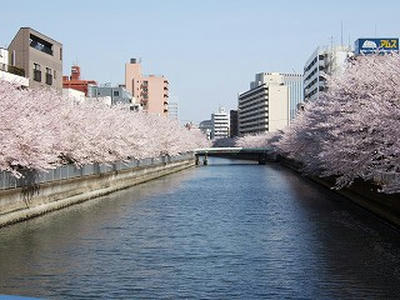 sakura050409aa.jpg
