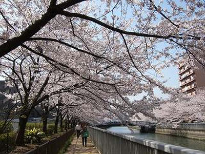 sakura050409i.jpg