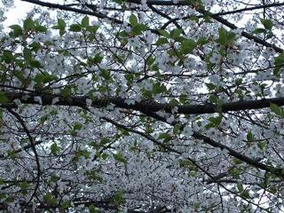 sakura050409g.jpg