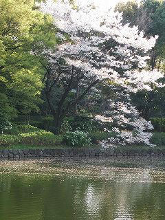 sakura050409ad.jpg