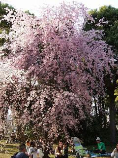 sakura050409ah.jpg