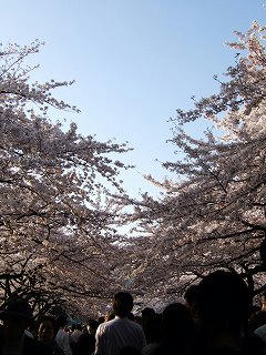 sakura050409aL.jpg