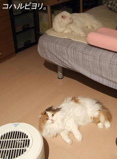 kb050407fs.jpg