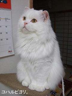 bk050331qs.jpg