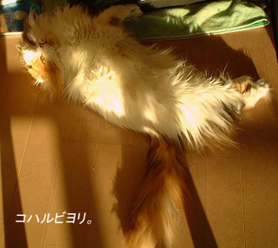 kh050222fs.jpg