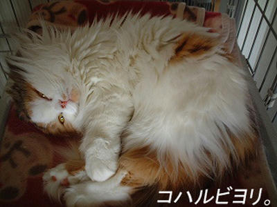 kh050209es.jpg