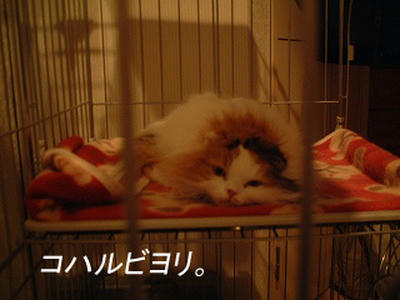 kh050202hs.jpg