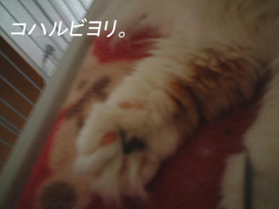 kh050209ds.jpg
