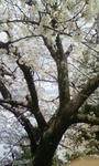 D1000118.jpg