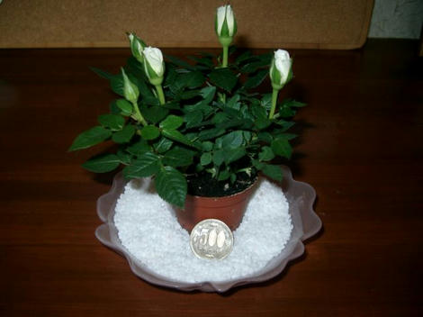 白薔薇