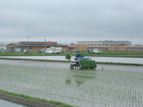 田
